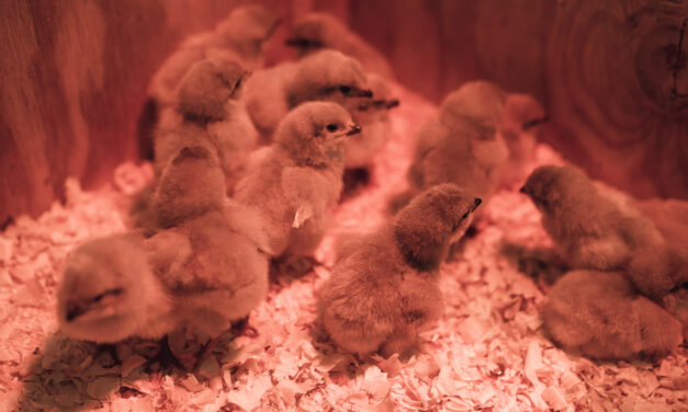 Chicken Hatching Room