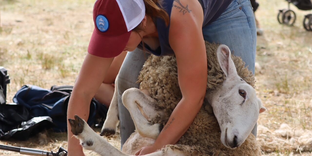 Sheep Shearing Demo