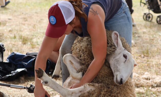Sheep Shearing Demo